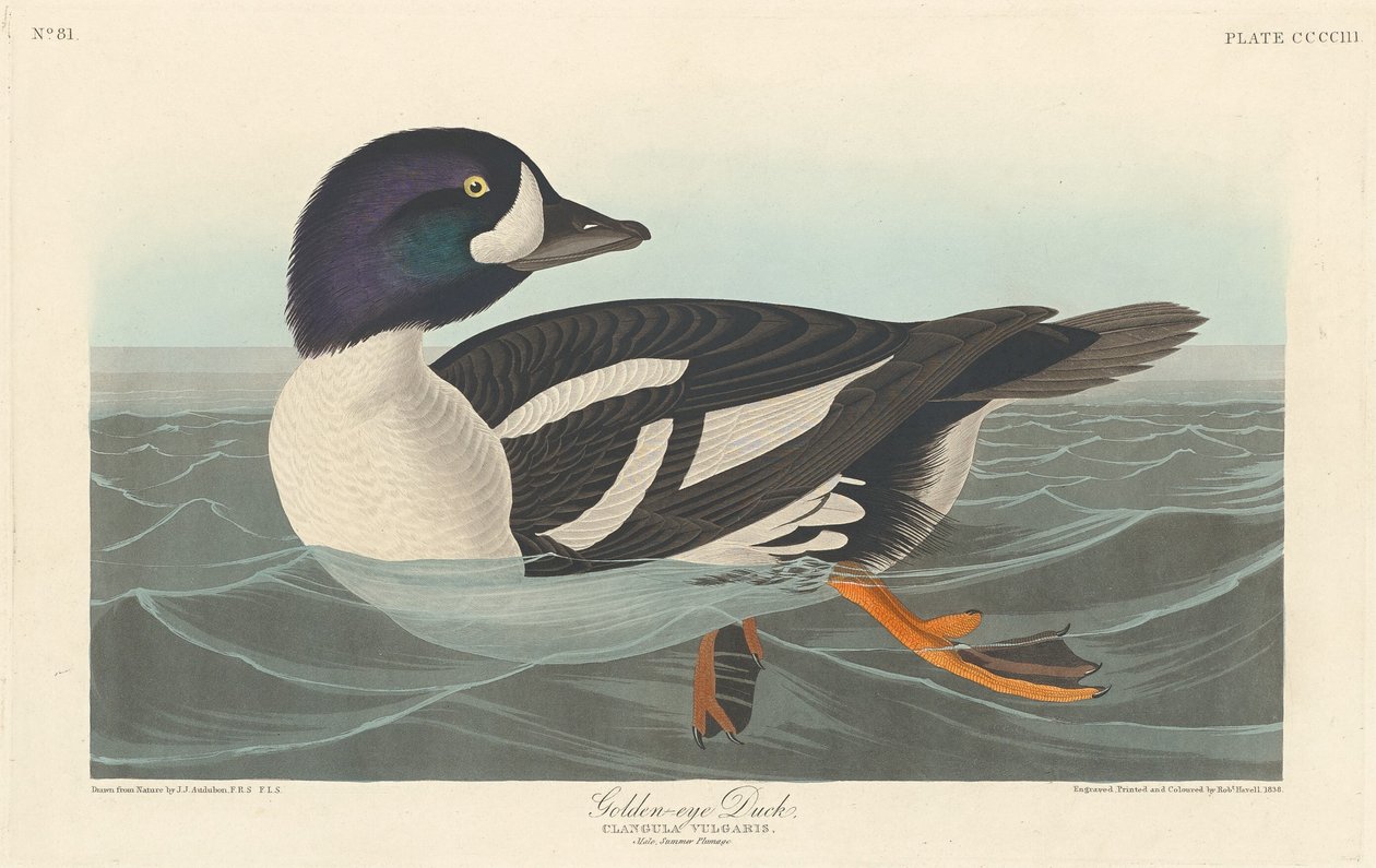 And med gyldne øjne af Robert Havell after John James Audubon