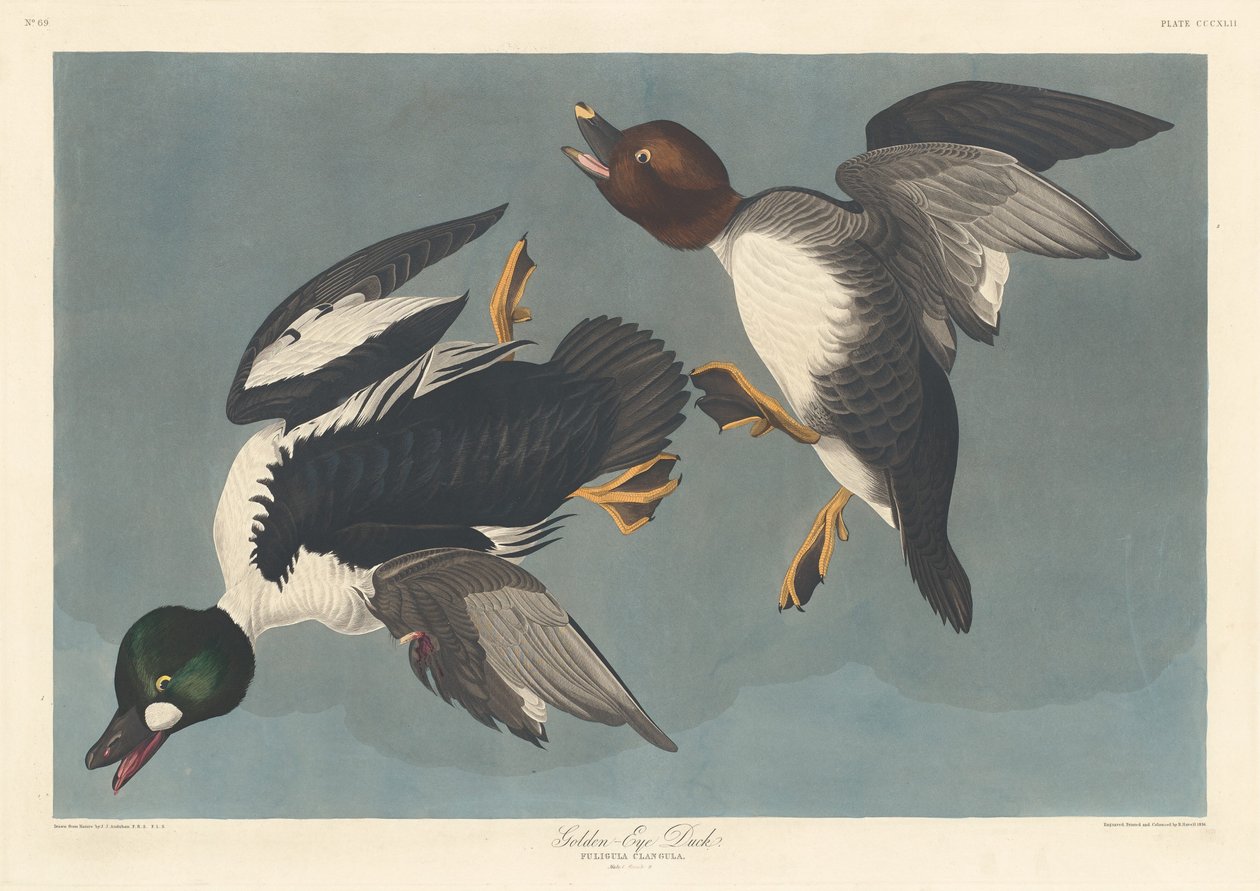 And med gyldne øjne af Robert Havell after John James Audubon