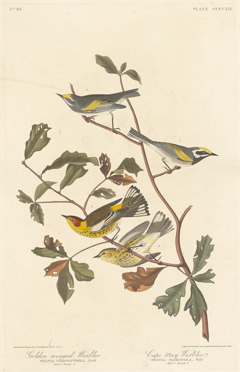 Guldvinget Warbler og Cape May Warbler af Robert Havell after John James Audubon
