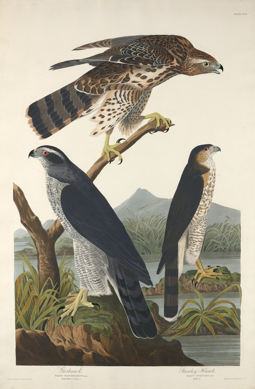 Goshawk og Stanley Hawk af Robert Havell after John James Audubon
