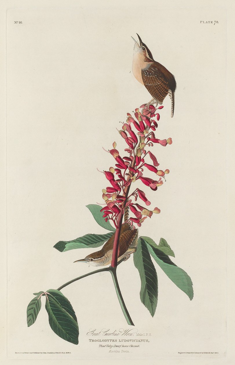 Store Carolina Wren af Robert Havell after John James Audubon