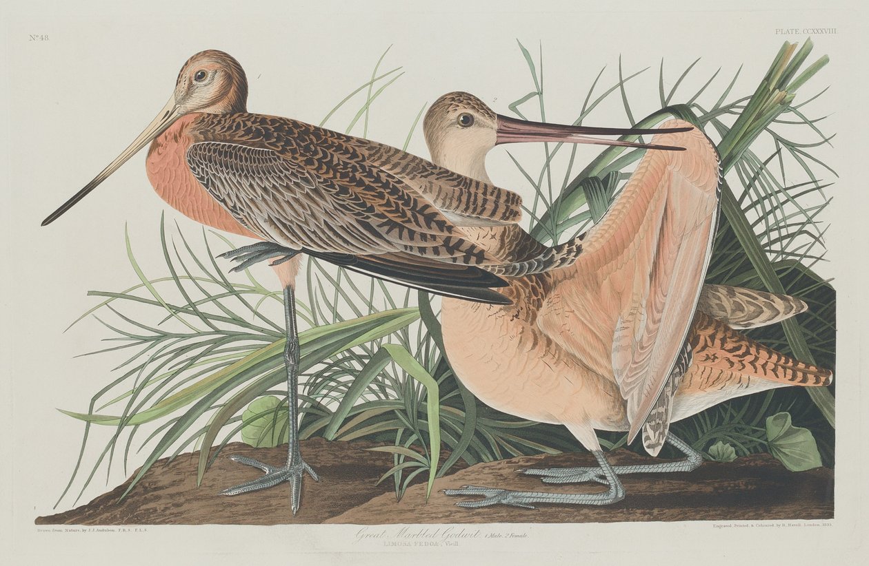 Stor marmoreret gude af Robert Havell after John James Audubon