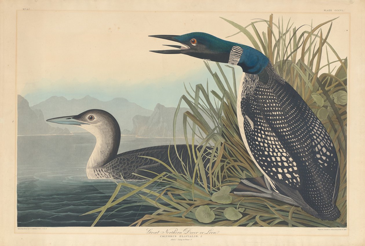 Great Northern Diver eller Loon af Robert Havell after John James Audubon