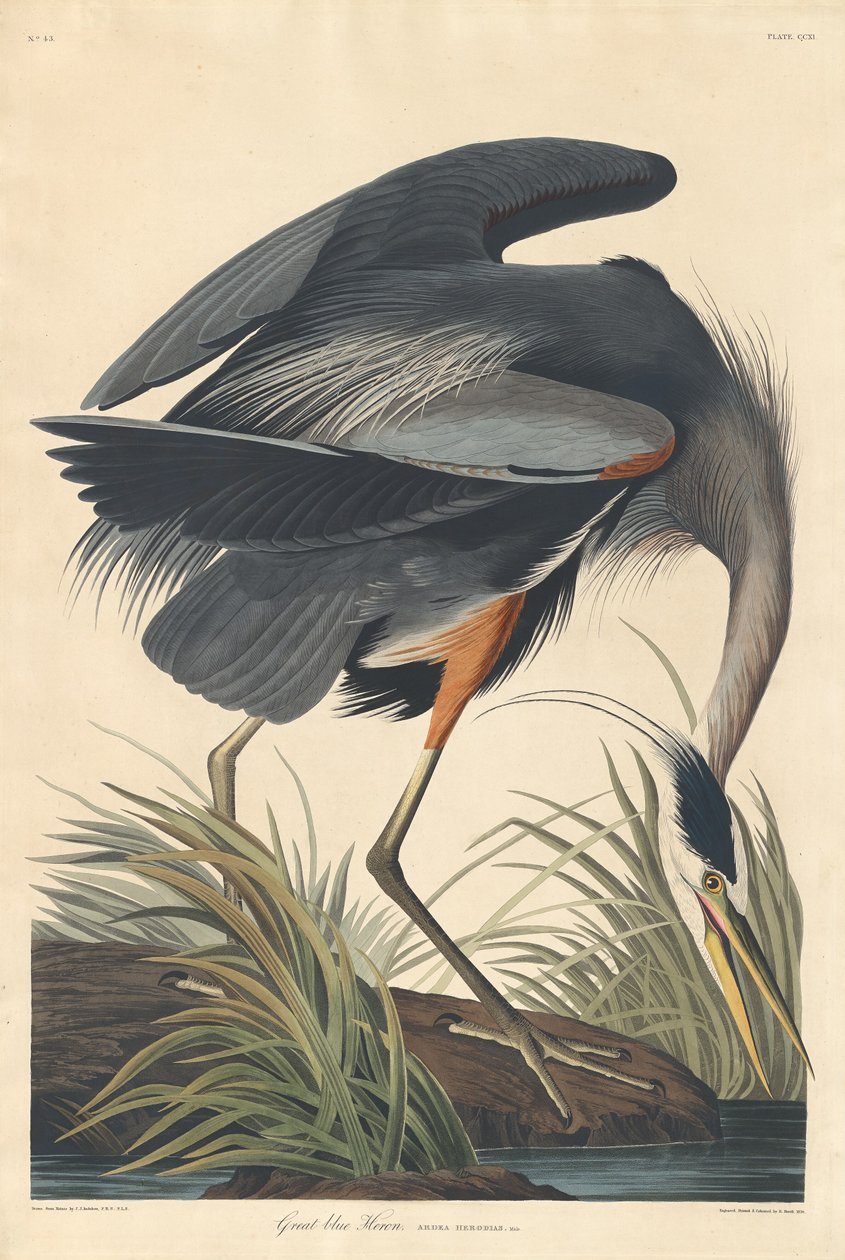 Stor blå hejre af Robert Havell after John James Audubon