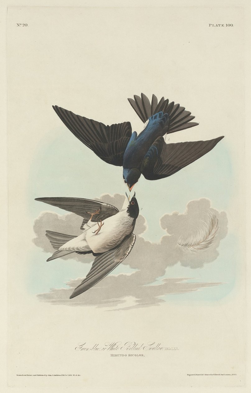 Grøn-blå eller hvidbuget svale af Robert Havell after John James Audubon