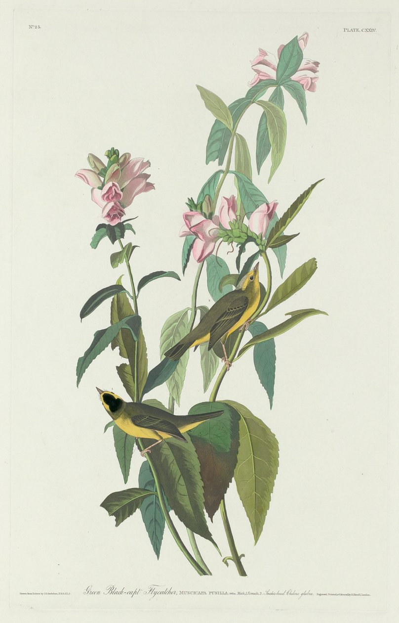 Grøn Sort-Capt Fluesnapper af Robert Havell after John James Audubon