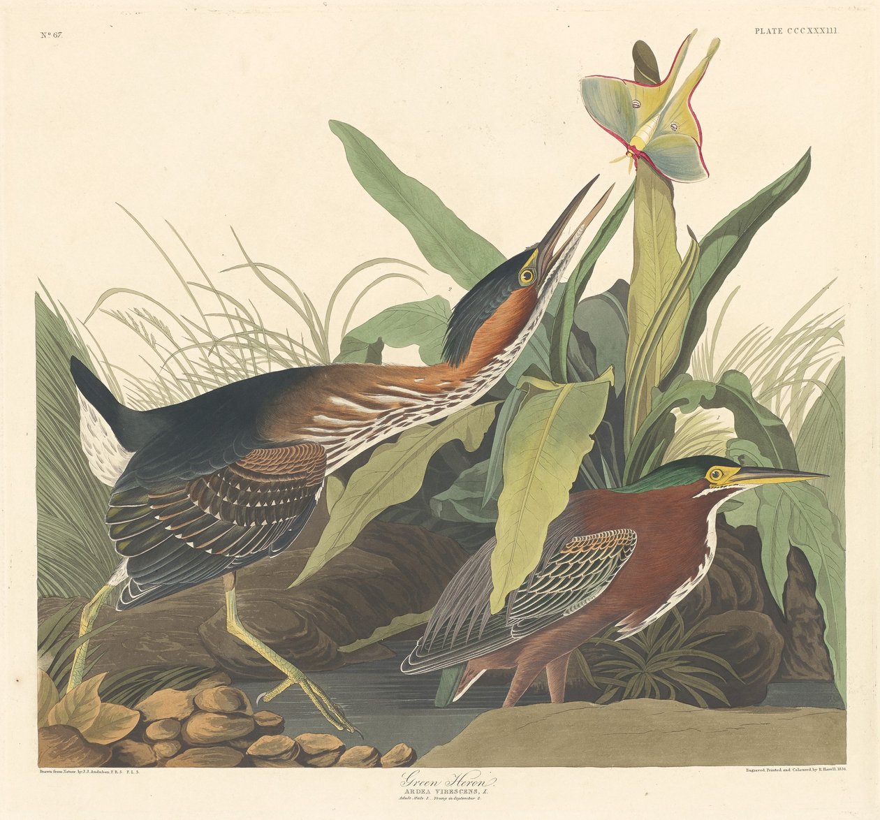 Grøn hejre af Robert Havell after John James Audubon