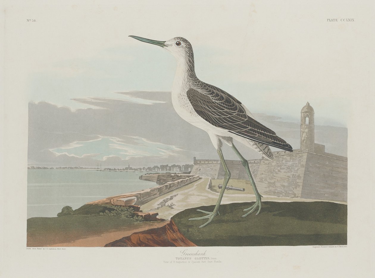 Greenshank af Robert Havell after John James Audubon