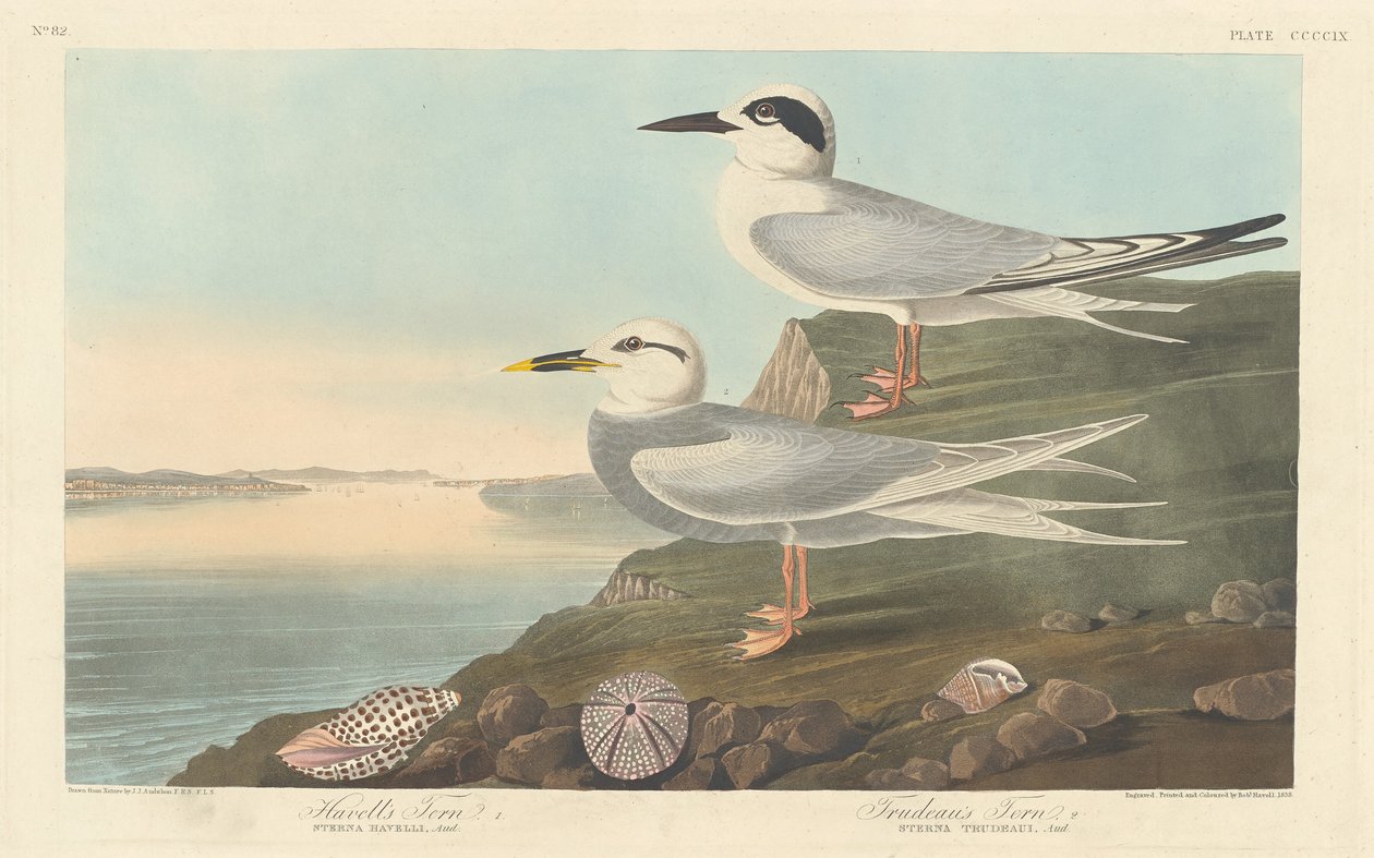Havells Tern og Trudeaus Tern af Robert Havell after John James Audubon