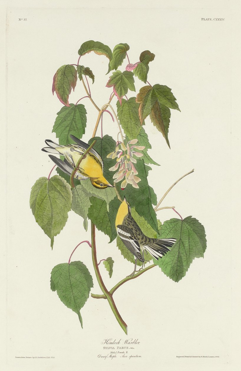 Hemlock Warbler af Robert Havell after John James Audubon