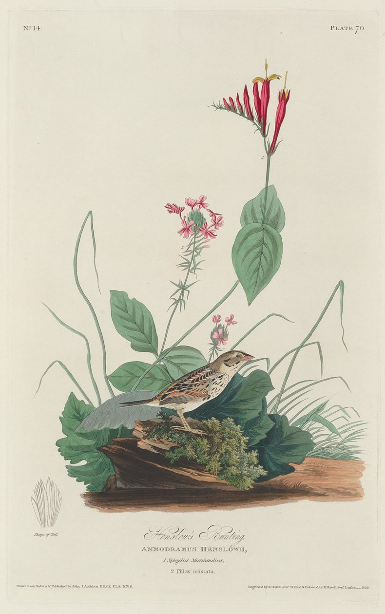 Henslows Bunting af Robert Havell after John James Audubon