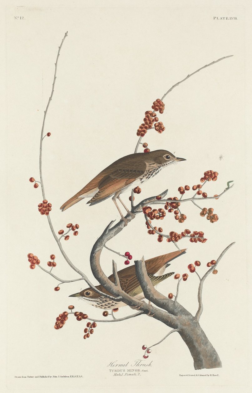 Eremit-drossel af Robert Havell after John James Audubon