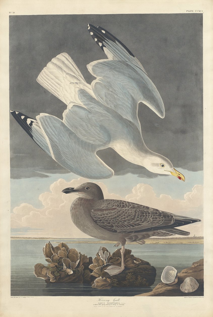 Sildemåge af Robert Havell after John James Audubon