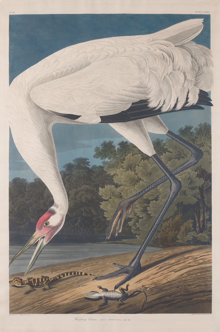 Hooping Crane af Robert Havell after John James Audubon