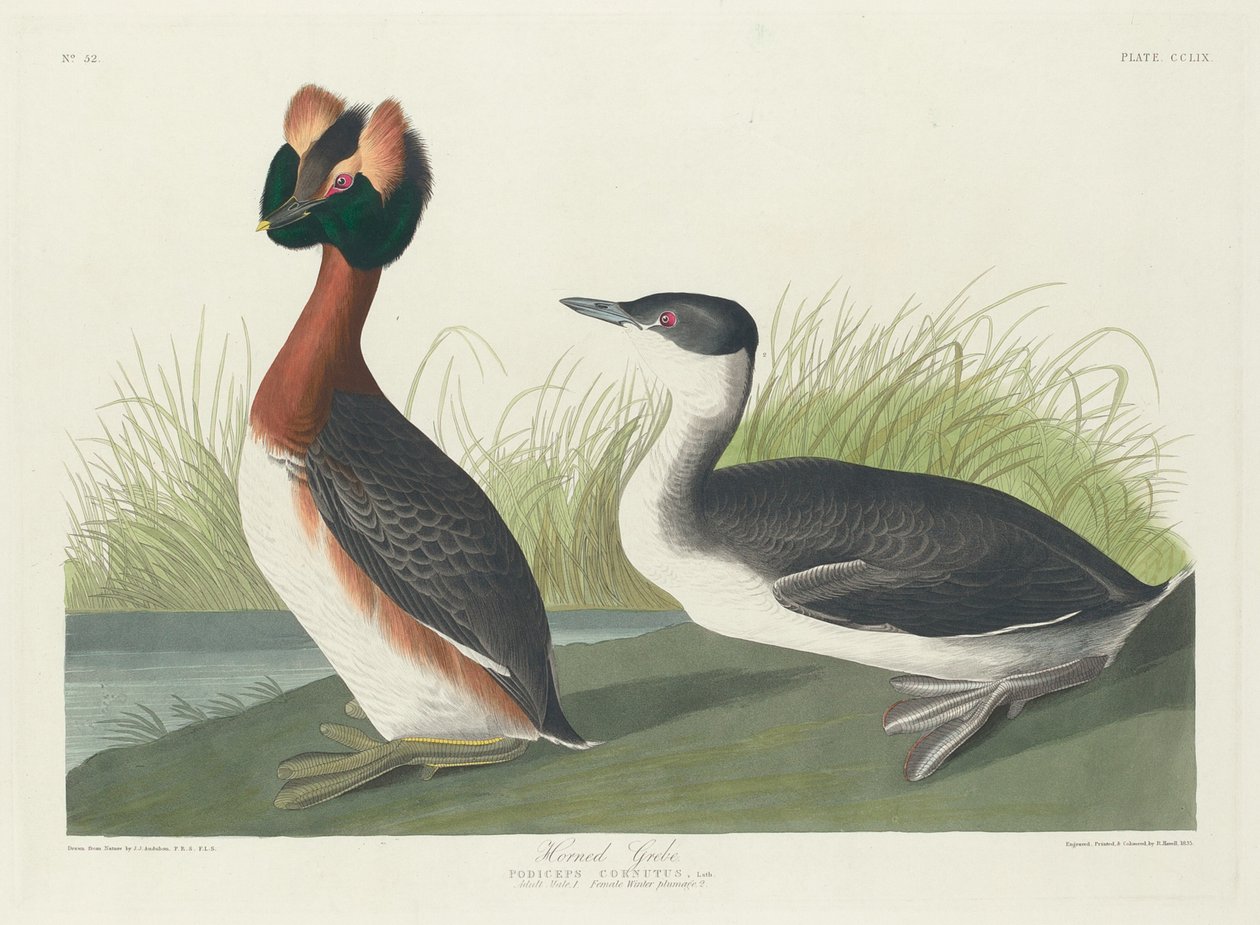 Horned lappedykker af Robert Havell after John James Audubon