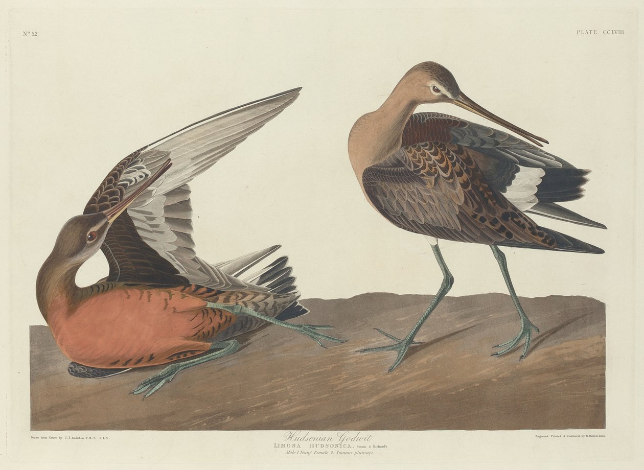 Hudsonsk gudwit af Robert Havell after John James Audubon