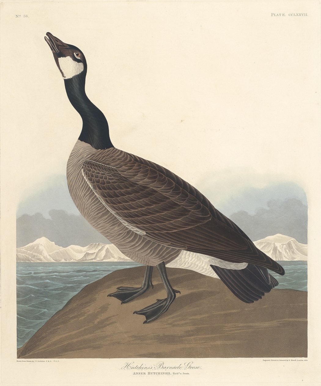 Hutchins bramgås af Robert Havell after John James Audubon
