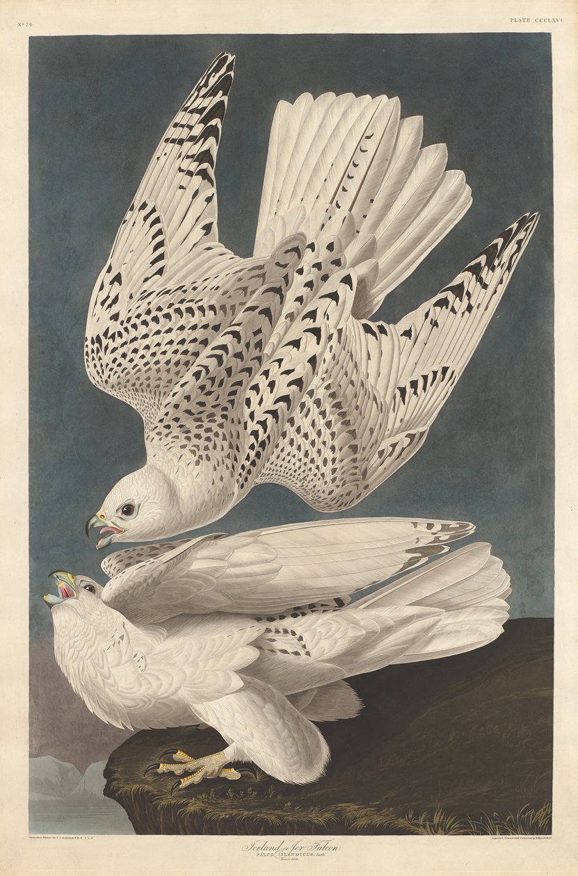 Island eller Jer Falcon af Robert Havell after John James Audubon