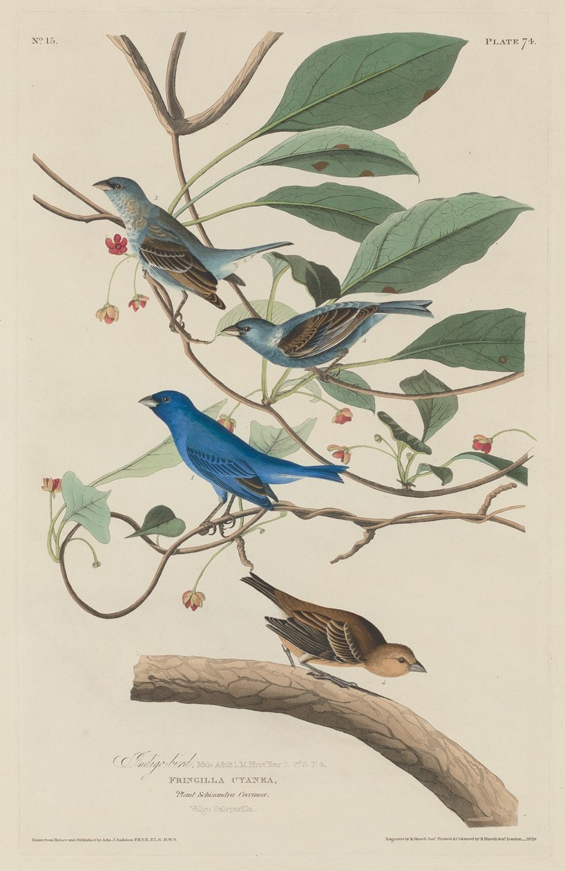 Indigo fugl af Robert Havell after John James Audubon