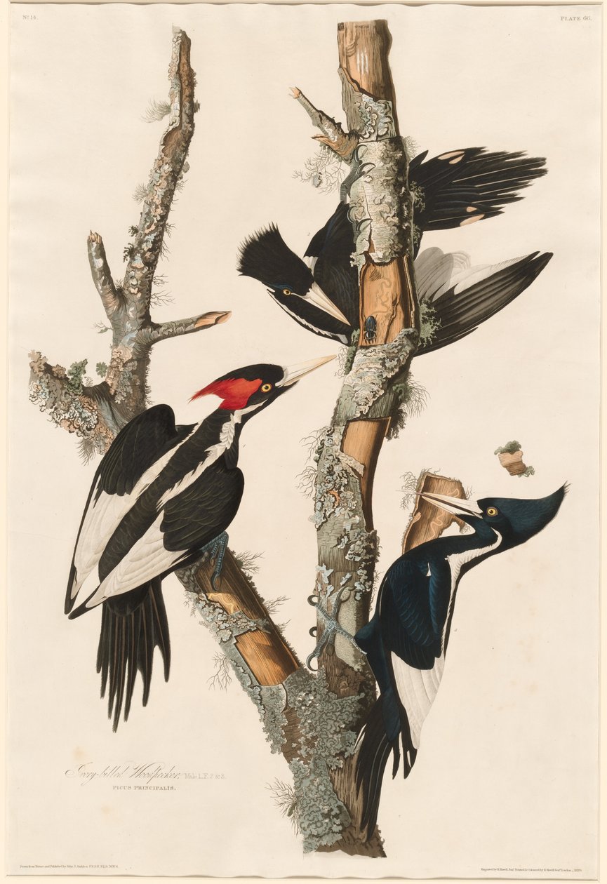 Elfenbensnæbbet spætte af Robert Havell after John James Audubon