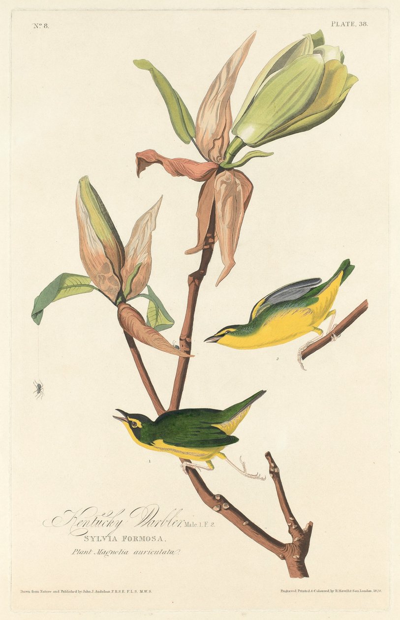 Kentucky Warbler af Robert Havell after John James Audubon