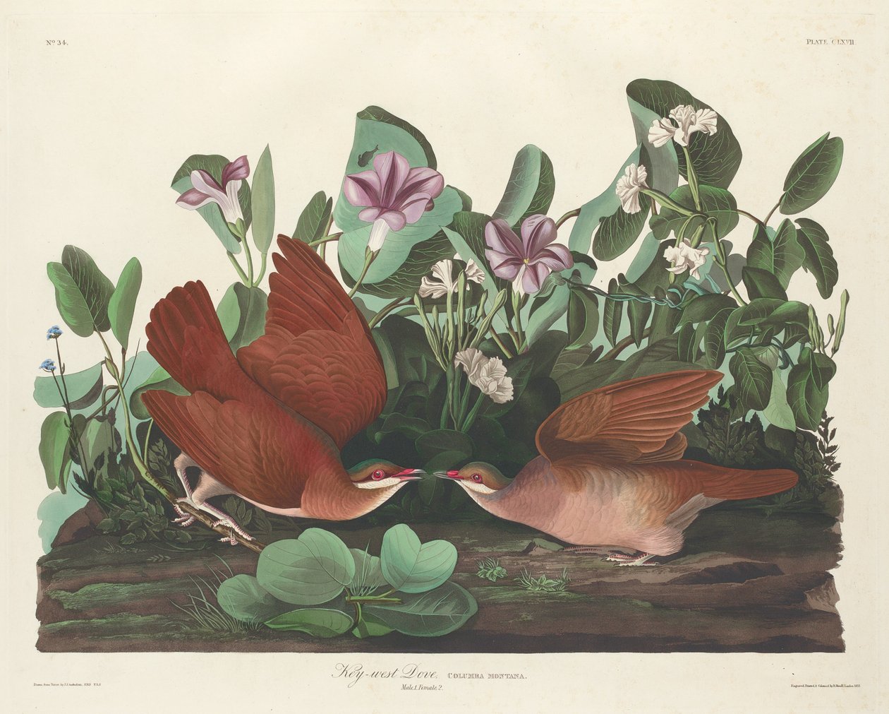 Key-west Due af Robert Havell after John James Audubon