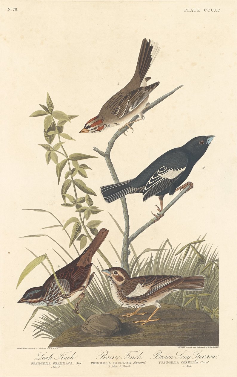 Lærkefinke, Præriefinke og Brun Sangspurv af Robert Havell after John James Audubon