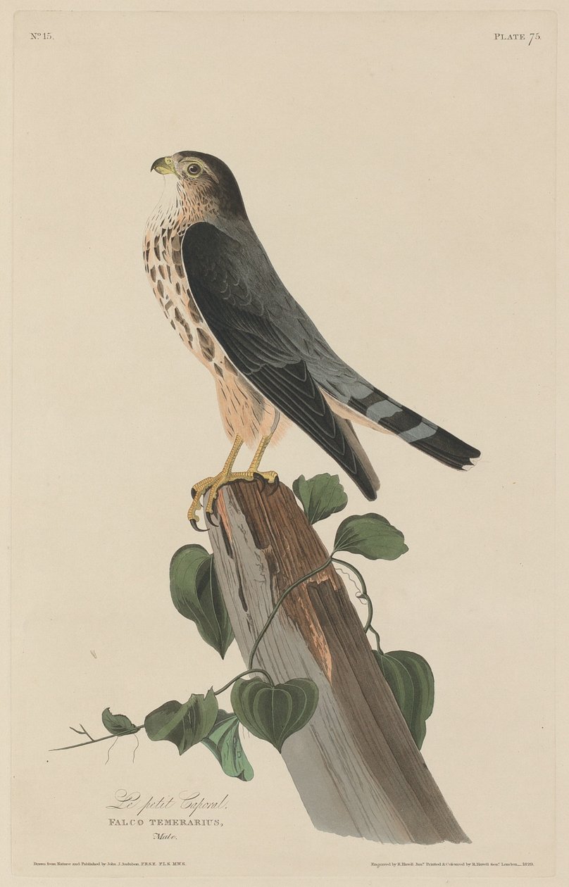 Den lille Korporal af Robert Havell after John James Audubon