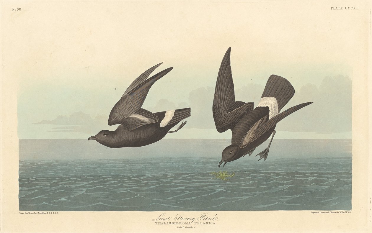 Mindst stormende petrel af Robert Havell after John James Audubon