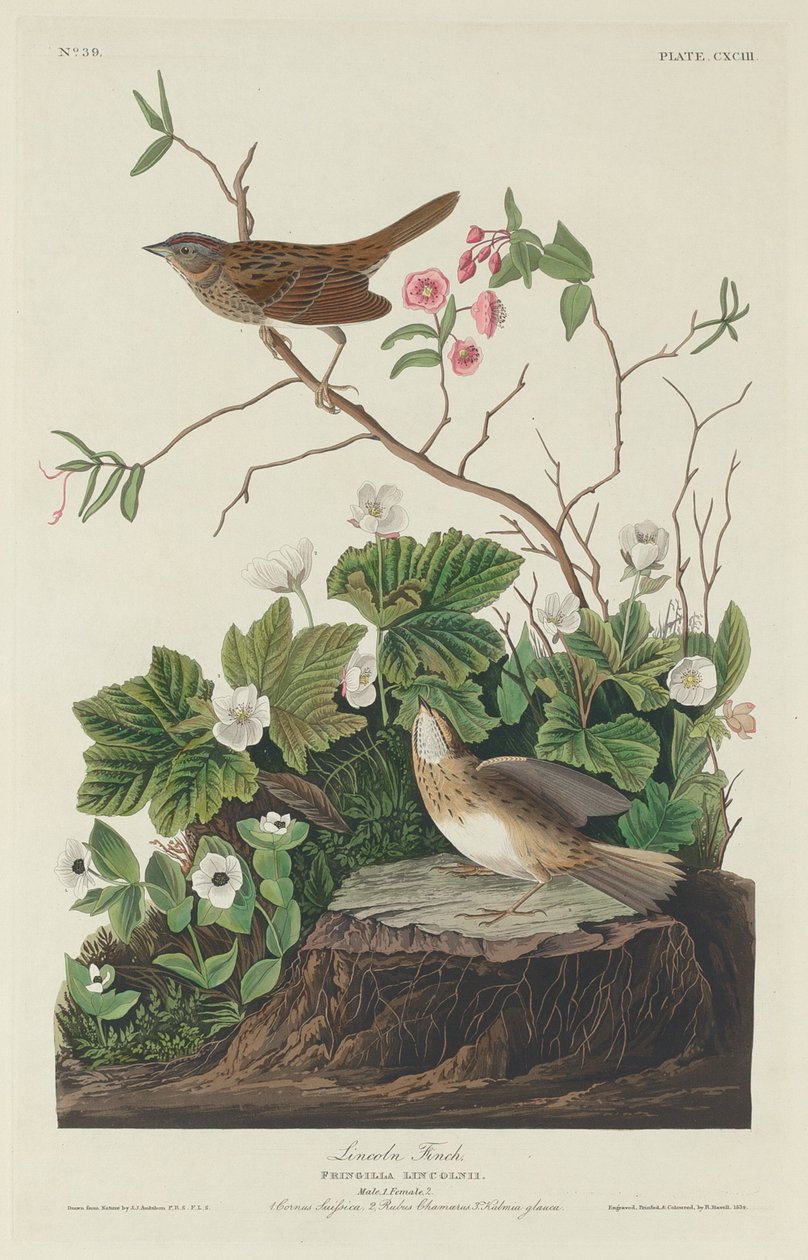 Lincoln Finch af Robert Havell after John James Audubon
