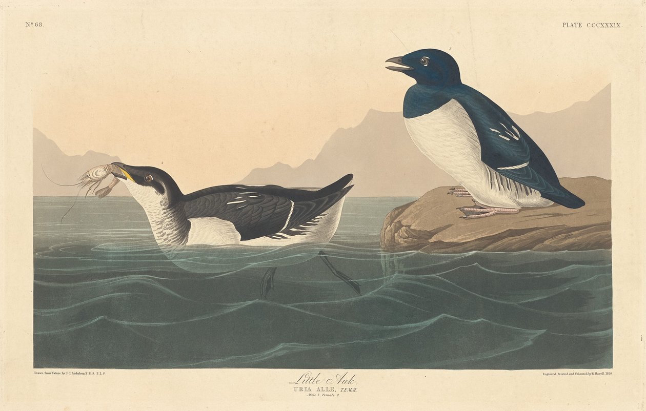 Lille Auk af Robert Havell after John James Audubon