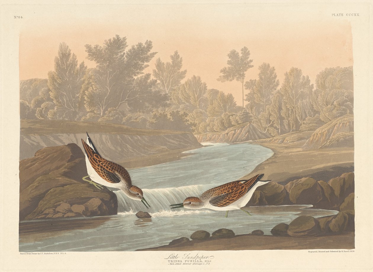 Lille Sandpiper af Robert Havell after John James Audubon