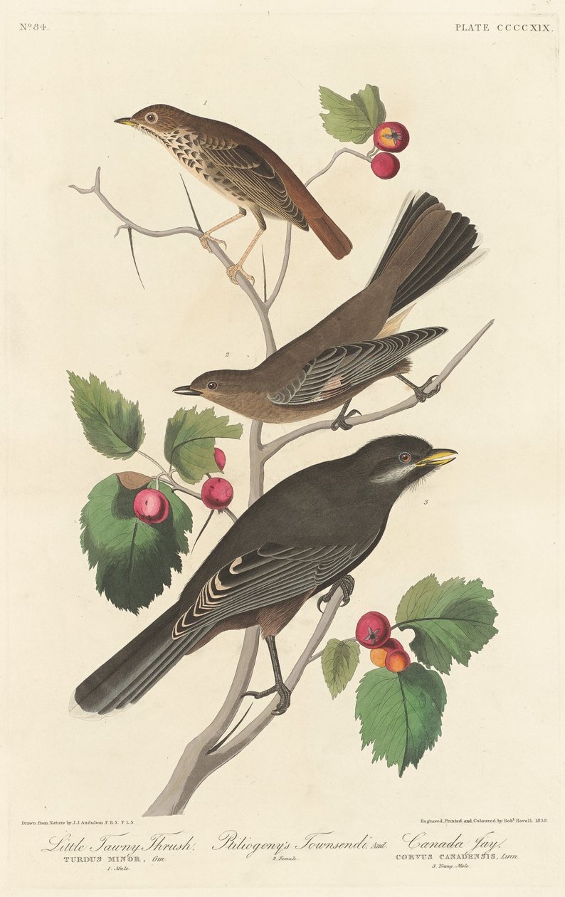 Lille Tawny Thrush af Robert Havell after John James Audubon