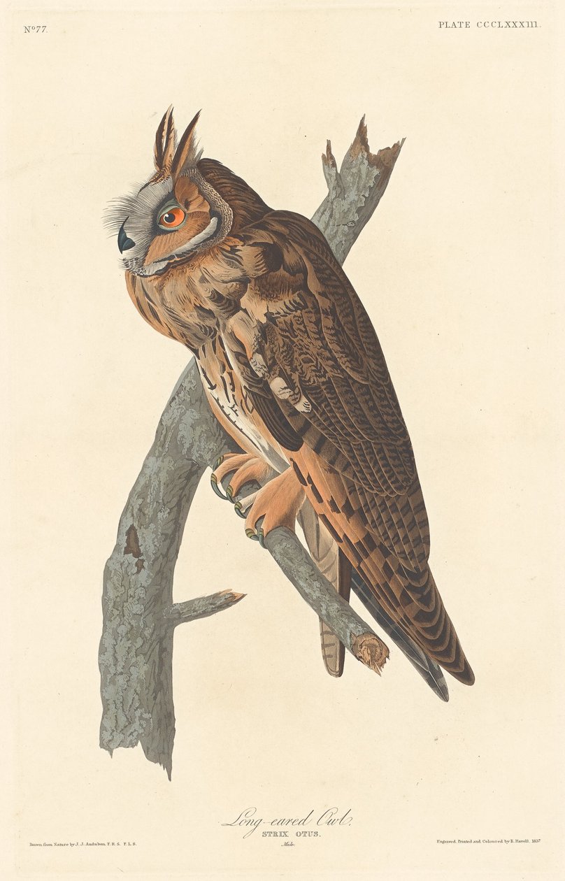 Langøret ugle af Robert Havell after John James Audubon