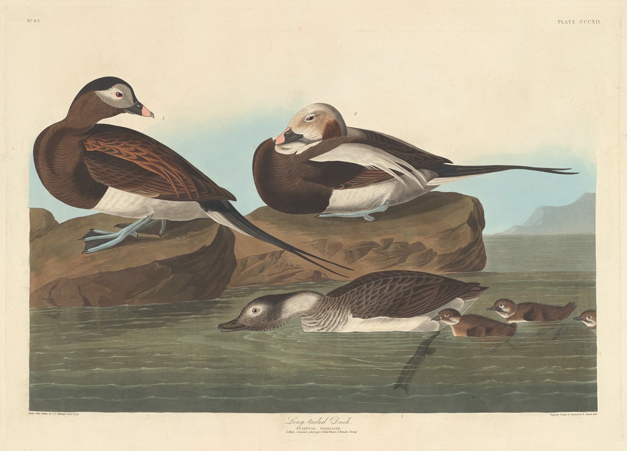 Langhaleand af Robert Havell after John James Audubon