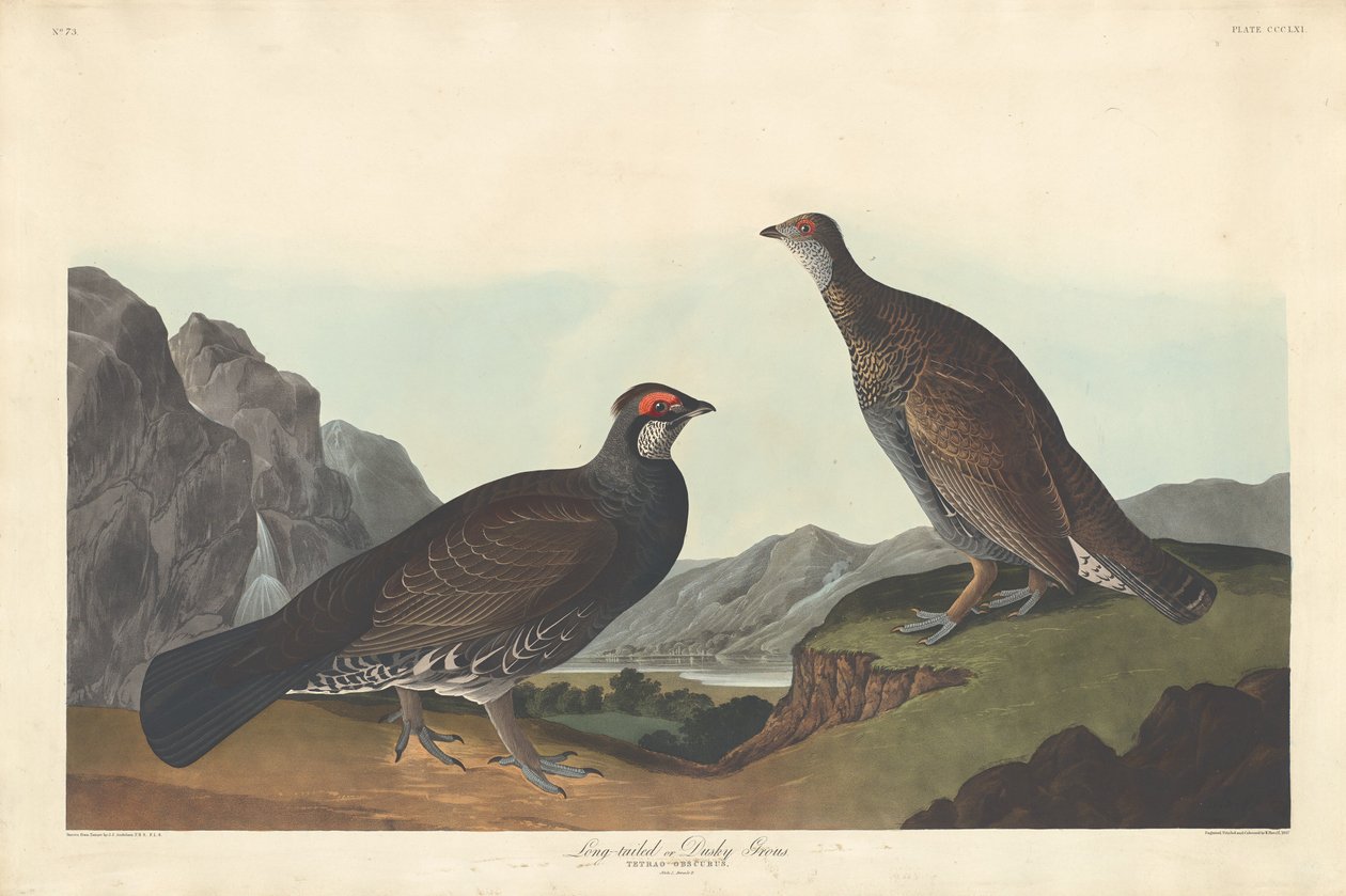 Langhale eller Dusky Grous af Robert Havell after John James Audubon