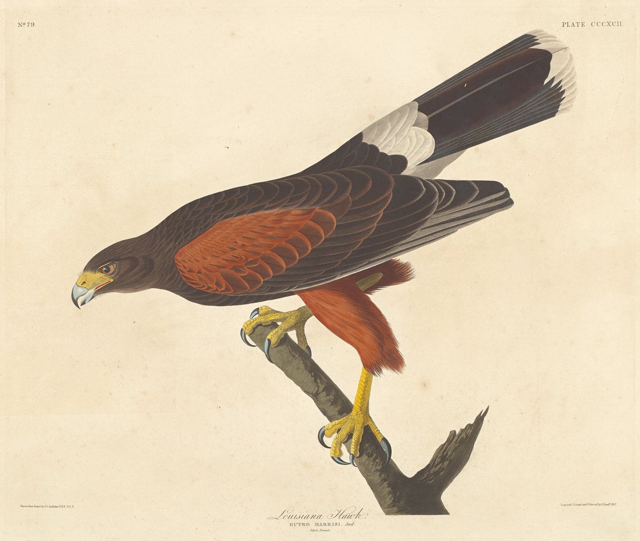 Louisiana Hawk af Robert Havell after John James Audubon