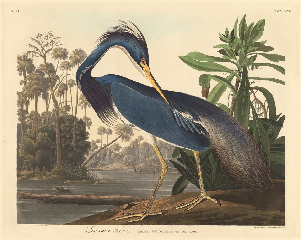 Louisiana Heron af Robert Havell after John James Audubon
