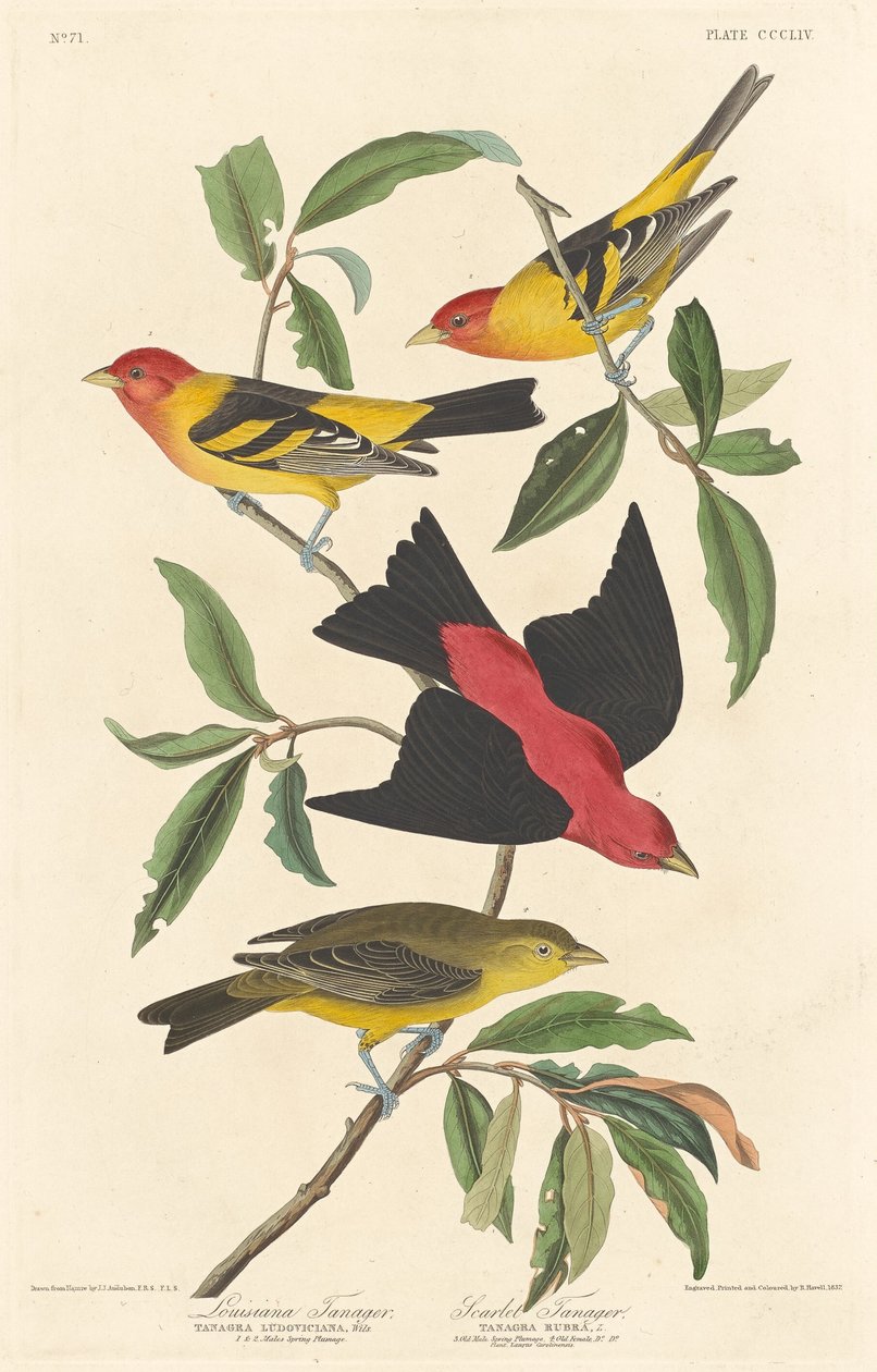 Louisiana Tanager og Scarlet Tanager af Robert Havell after John James Audubon