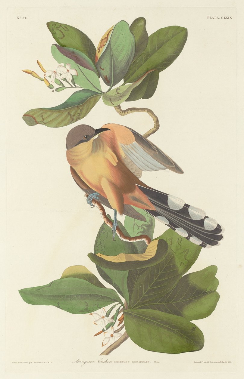 Mangrove gøg af Robert Havell after John James Audubon