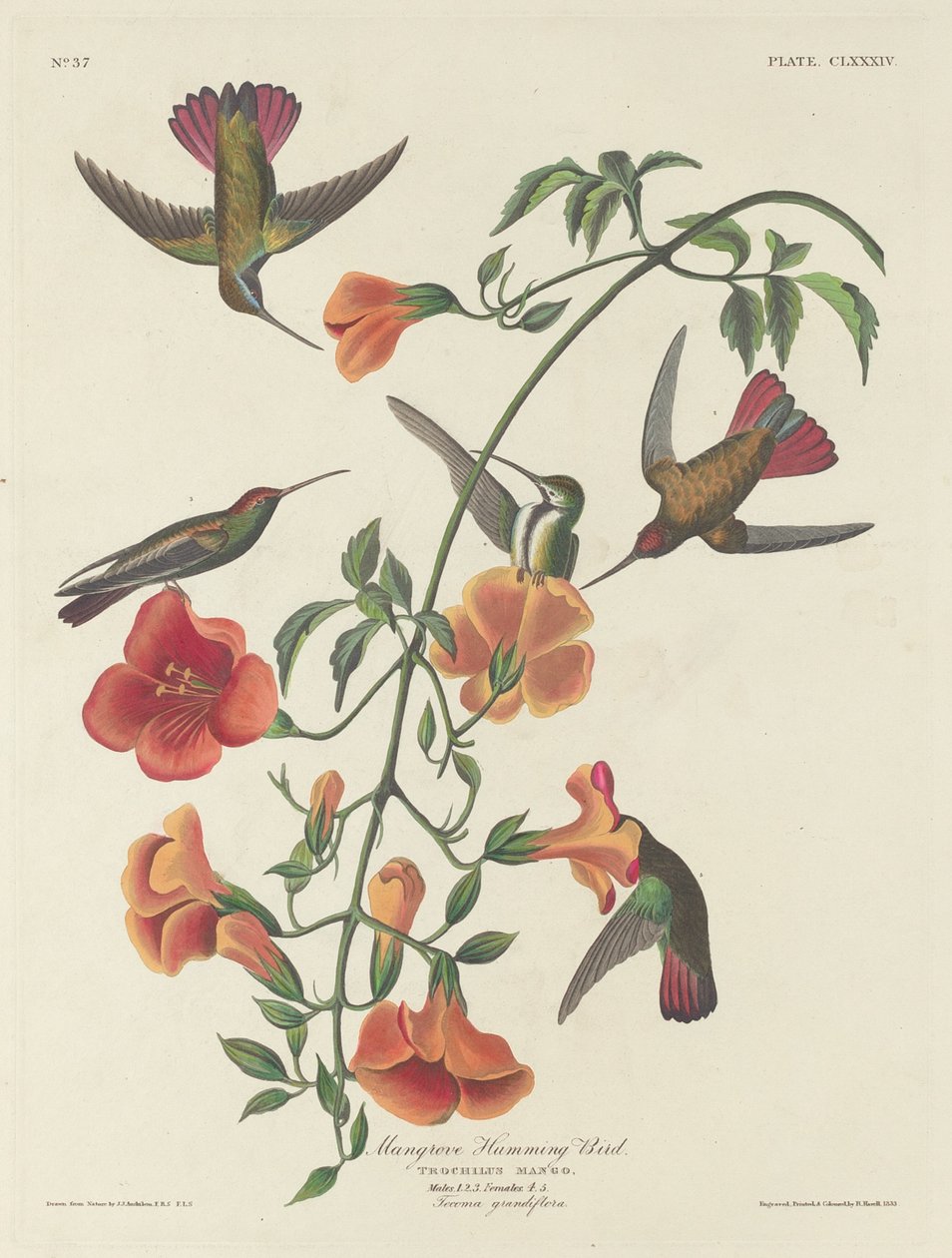 Mangrove kolibri af Robert Havell after John James Audubon