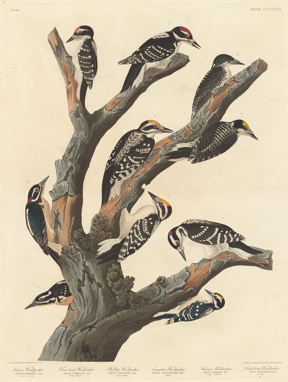 Marias Spætte af Robert Havell after John James Audubon