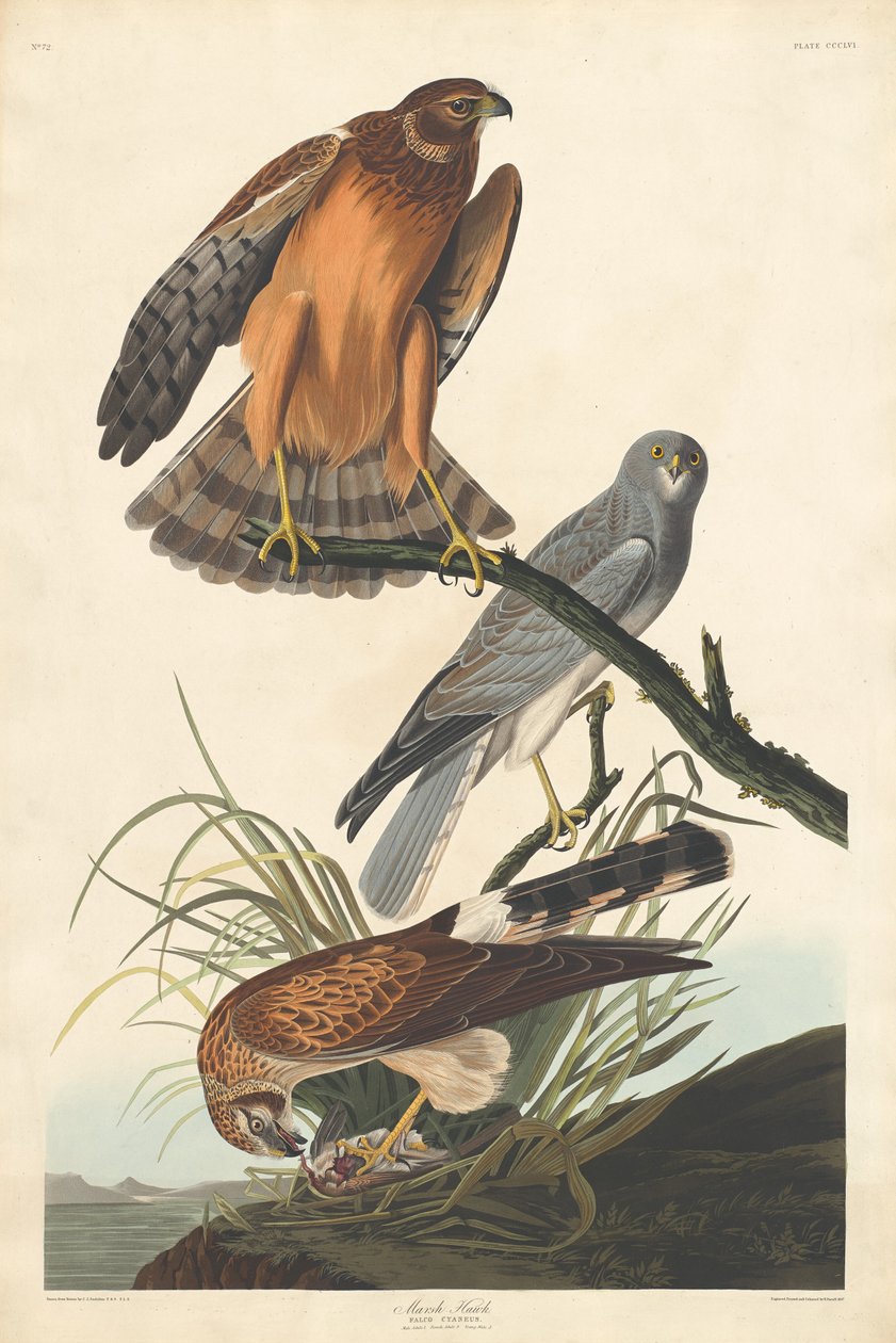 Marsh Hawk af Robert Havell after John James Audubon
