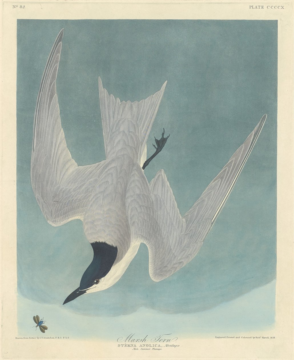 Marsh Tern af Robert Havell after John James Audubon