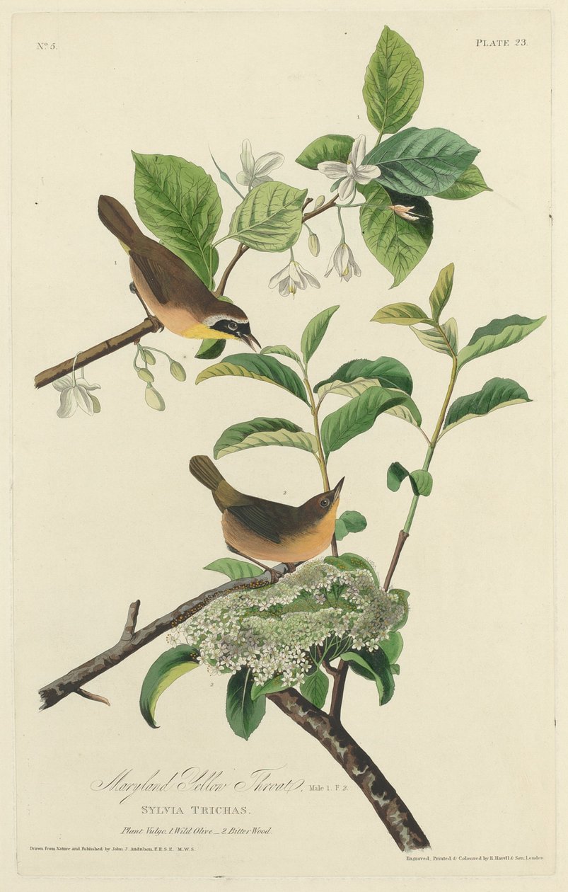 Maryland Yellow Throat af Robert Havell after John James Audubon