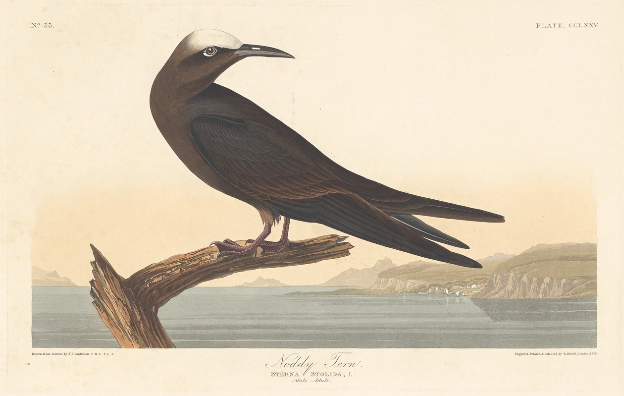Noddy Tern af Robert Havell after John James Audubon