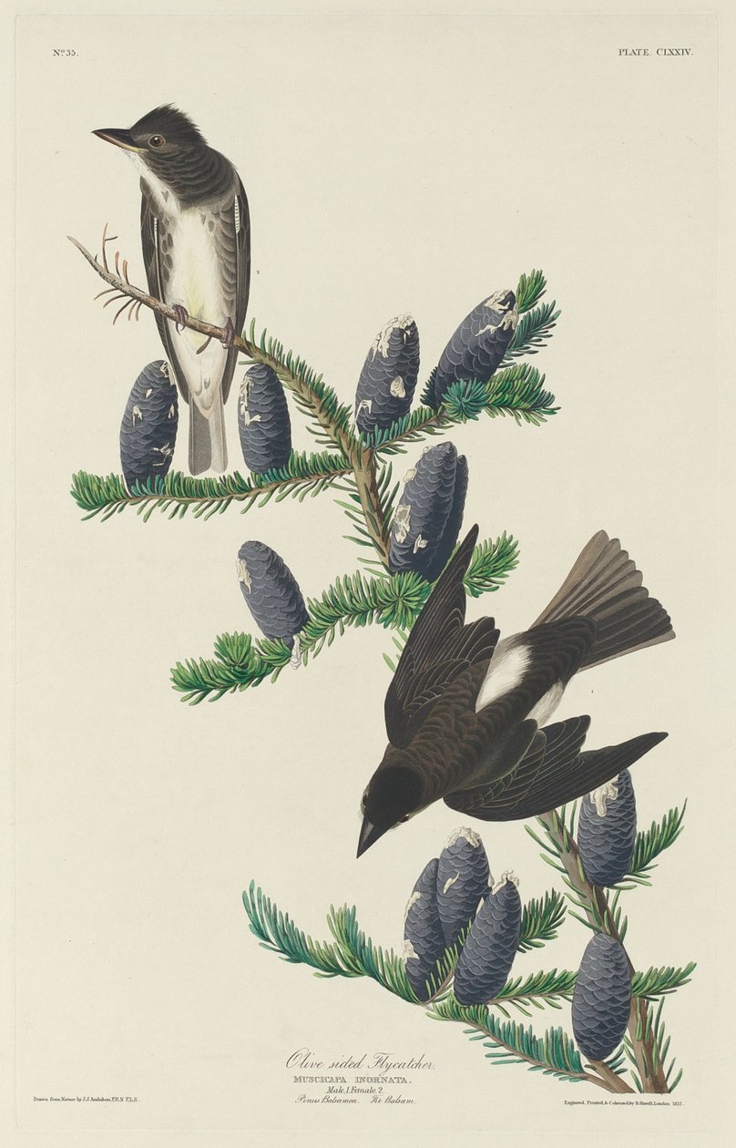 Olivensidet fluesnapper af Robert Havell after John James Audubon