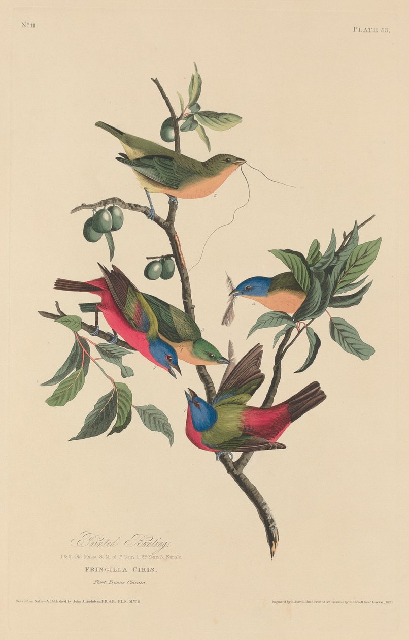 Malet Bunting af Robert Havell after John James Audubon