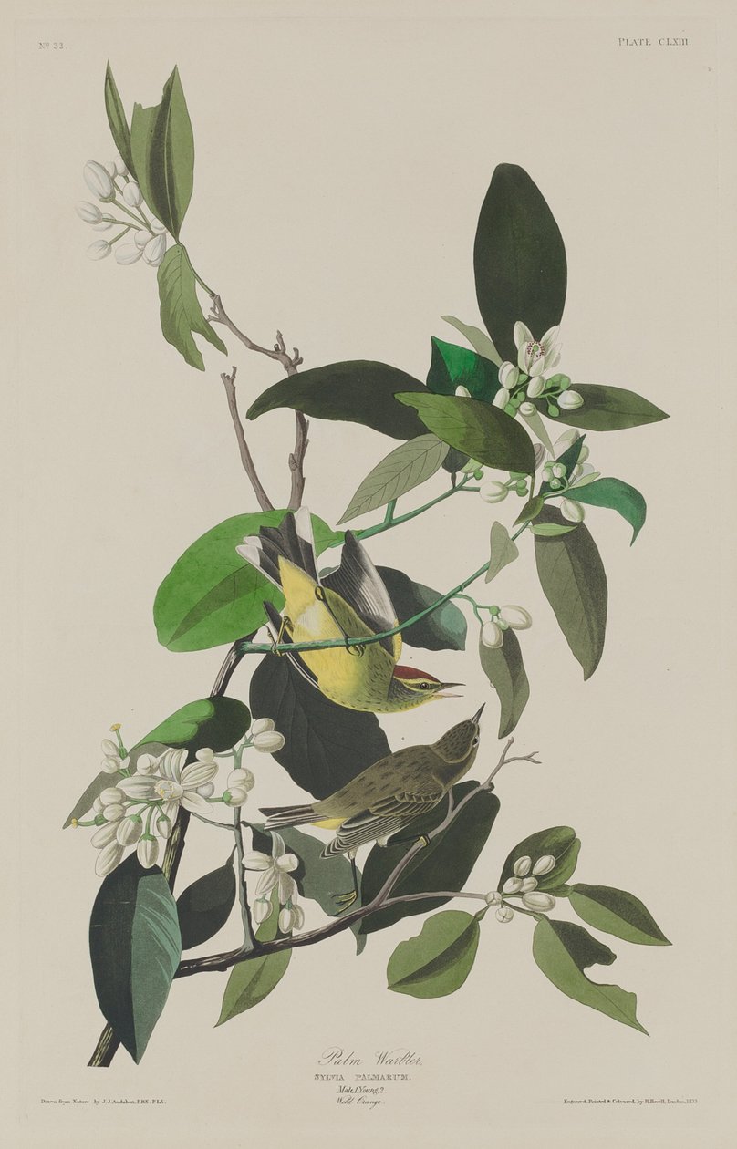Palmesanger af Robert Havell after John James Audubon