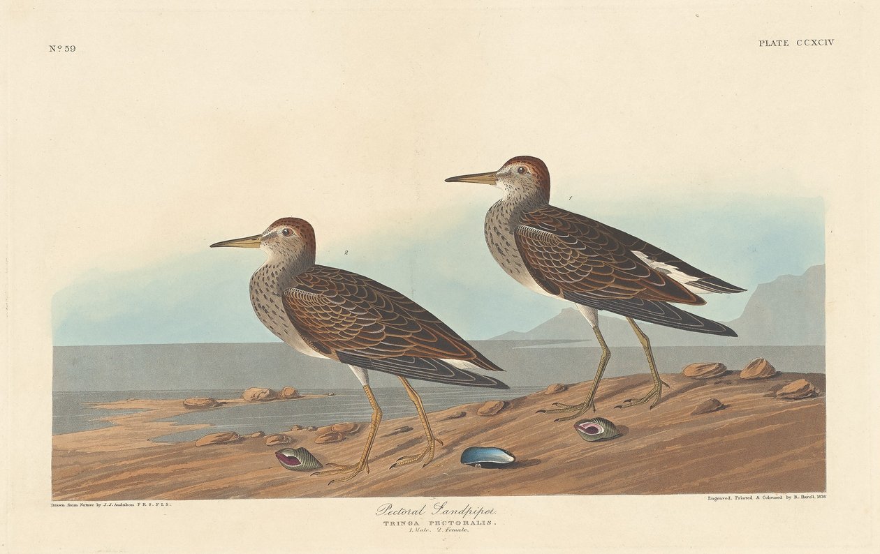 Pectoral Sandpiper af Robert Havell after John James Audubon